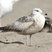 California Gull